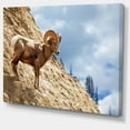 thumbnail image 2 of Chèvre Unique sur Montagne Rocheuse - Impression sur Toile d'Animal, 2 of 3