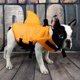 thumbnail image 3 of L Chaleco salvavidas para perros, ropa para perros, ropa de seguridad, suministros de ropa para perros, traje de baño de verano, preservador de aletas de tiburón, 3 of 5