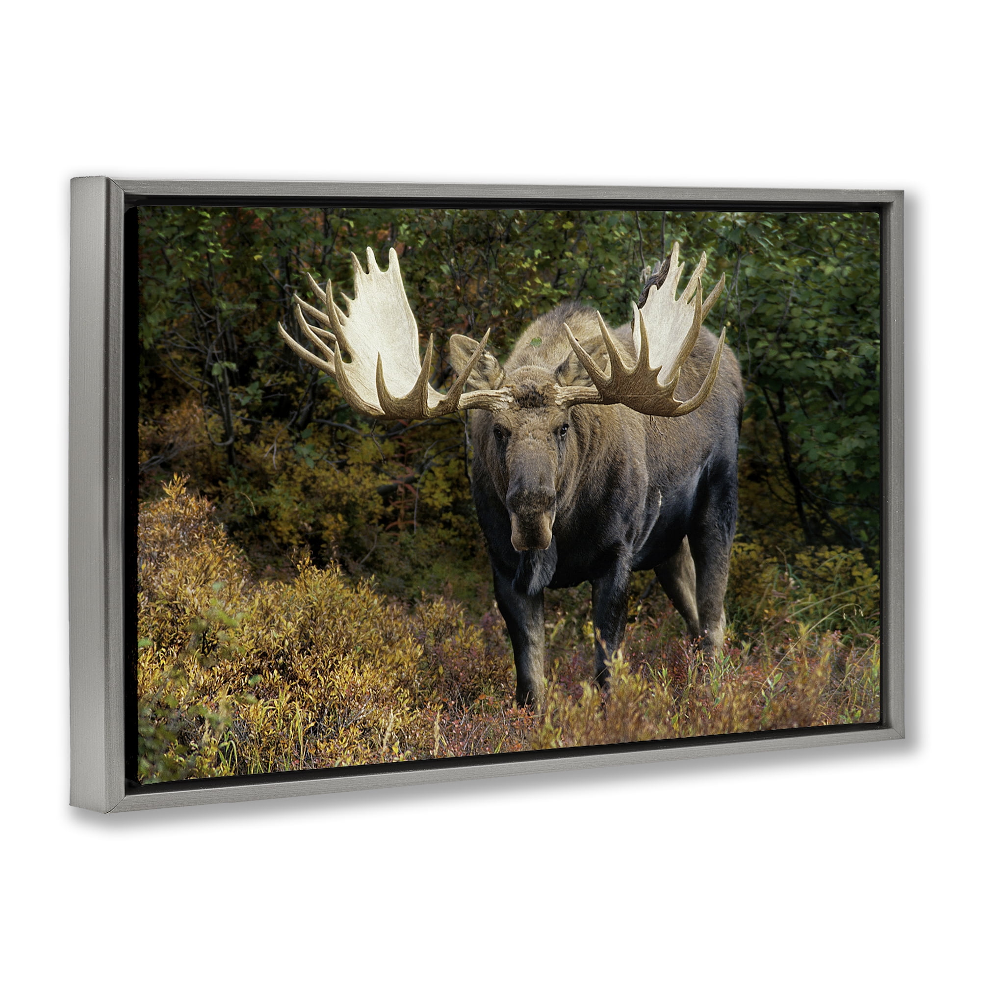 Stupell Industries Bull Moose Face Off Animals Photography Gray Floater Framed Canvas Art Print Wall Art, 25 x 17