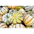 thumbnail image 4 of 15 Seeds CARNIVAL SQUASH Winter Cucurbita Pepo Vegetable Seeds, 4 of 11