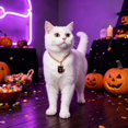 thumbnail image 5 of Halloween Pet Charm Necklace Collar, Cute HalloweenâElement Pendant Decorative Gold Chain Necklace, Pet Accessory for Cats & Small Dogs Halloween Party Dressâup, 5 of 6