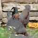 thumbnail image 4 of 3 Pack Adjustable Chicken Saddle Chicken Jacket Hen Apron With Elastic Strap Poultry Protector For Small, Medium And Large Hens - XINGX, 4 of 5