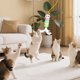 thumbnail image 5 of Teaser for gatos de techo, juguetes for gatos, rebote automático, ventosas autoadhesivas colgantes retráctiles, juguetes interactivos for gatos, 5 of 6