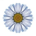 thumbnail image 3 of Bookbinder, David 20x20 Black Modern Framed Museum Art Print Titled - Kaleidoscope White Daisy, 3 of 5