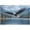 500 PCS, variant on 500 Piece Eagle Wildlife Puzzle for Adults, 20.5"x15" – Great Gift