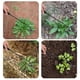 thumbnail image 3 of Gardening Manual Weeding Tool, Upgraded Weeding Tool, 4-Tooth Dual- Manual Multi- Weeding Tool, 3 of 5