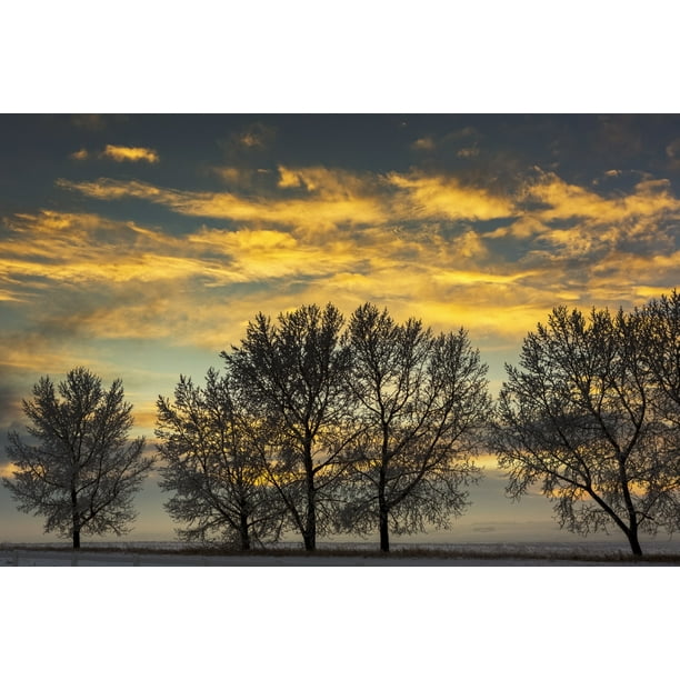 A row of frosted trees in snow covered field at sunset with