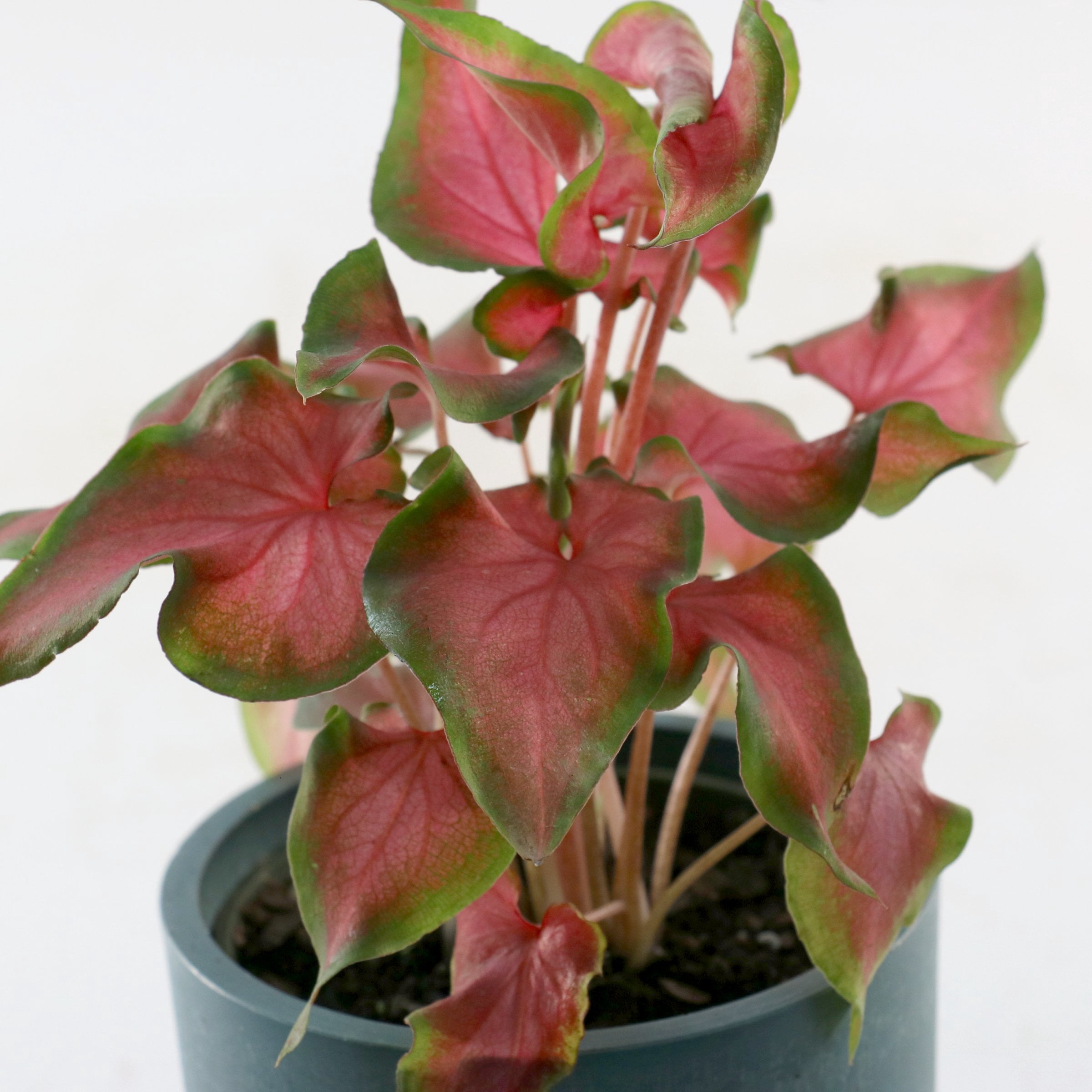 4 in. Caladium Fairytale Princess Plant in Grower Container (3-Pack)