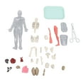 thumbnail image 2 of Huesos De órganos Del Cuerpo Humano, Modelo De Cuerpo Humano Educativo Realista Para Clase, 2 of 7