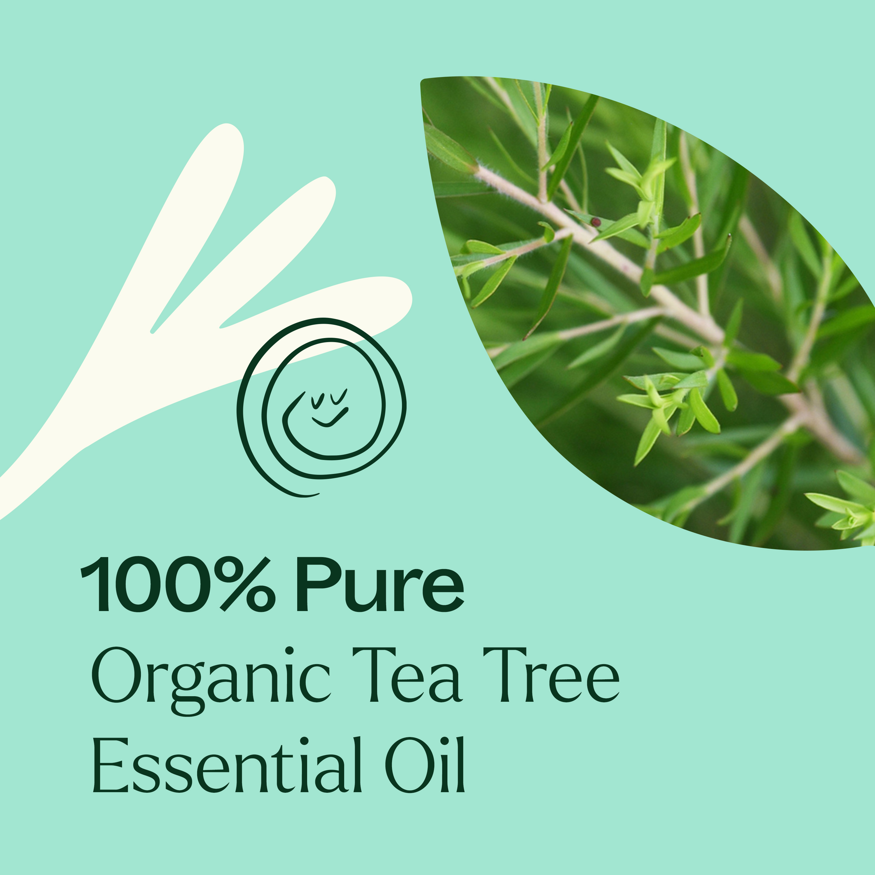 Plant Therapy Organic Tea Tree Oil (Melaleuca) 100% Pure, USDA Certified Organic, Undiluted, Natural Aromatherapy, Therapeutic Grade 10 mL (1/3 oz) - image 4 of 7