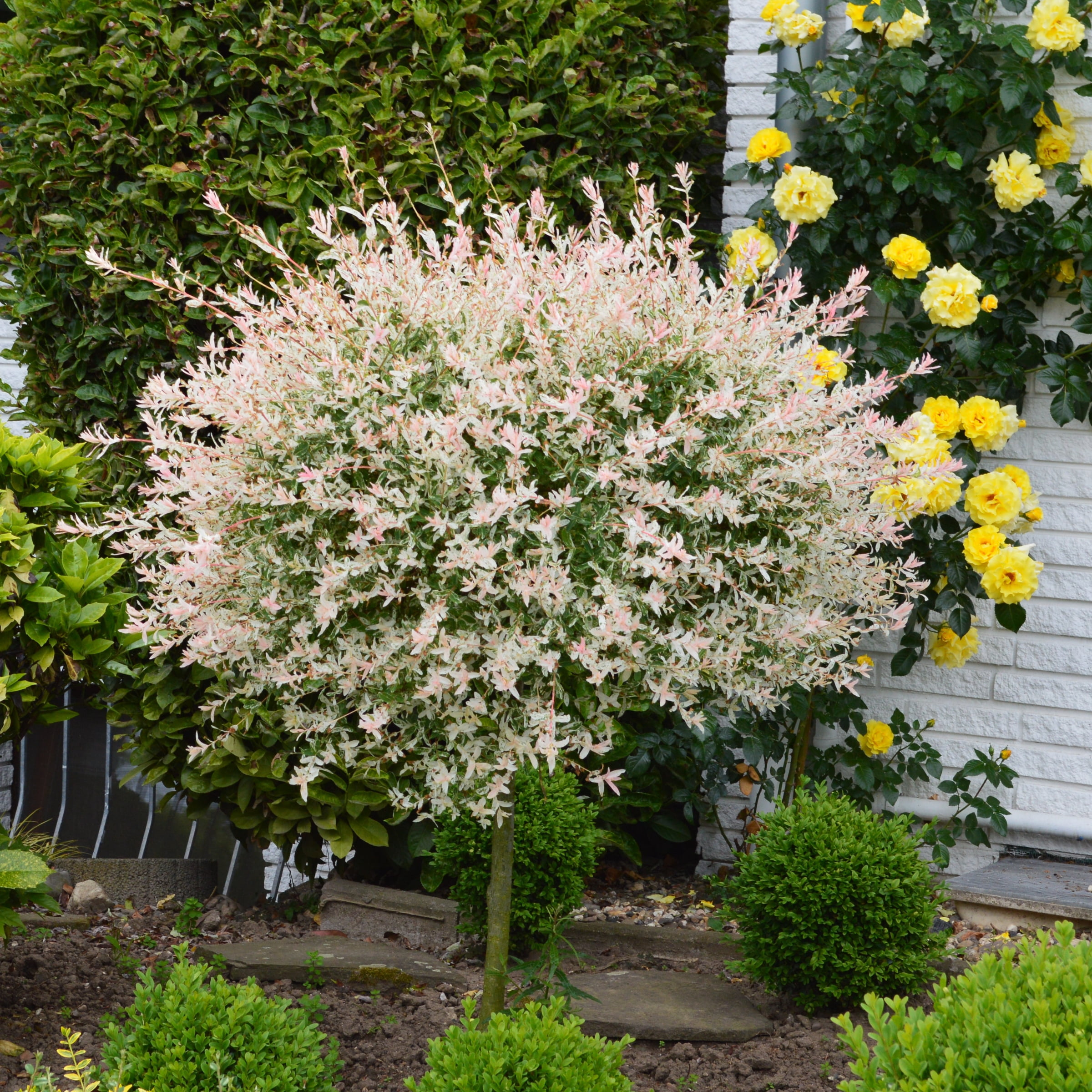 National Plant Network 3 gal Hakuro Nishiki Willow Live Tree