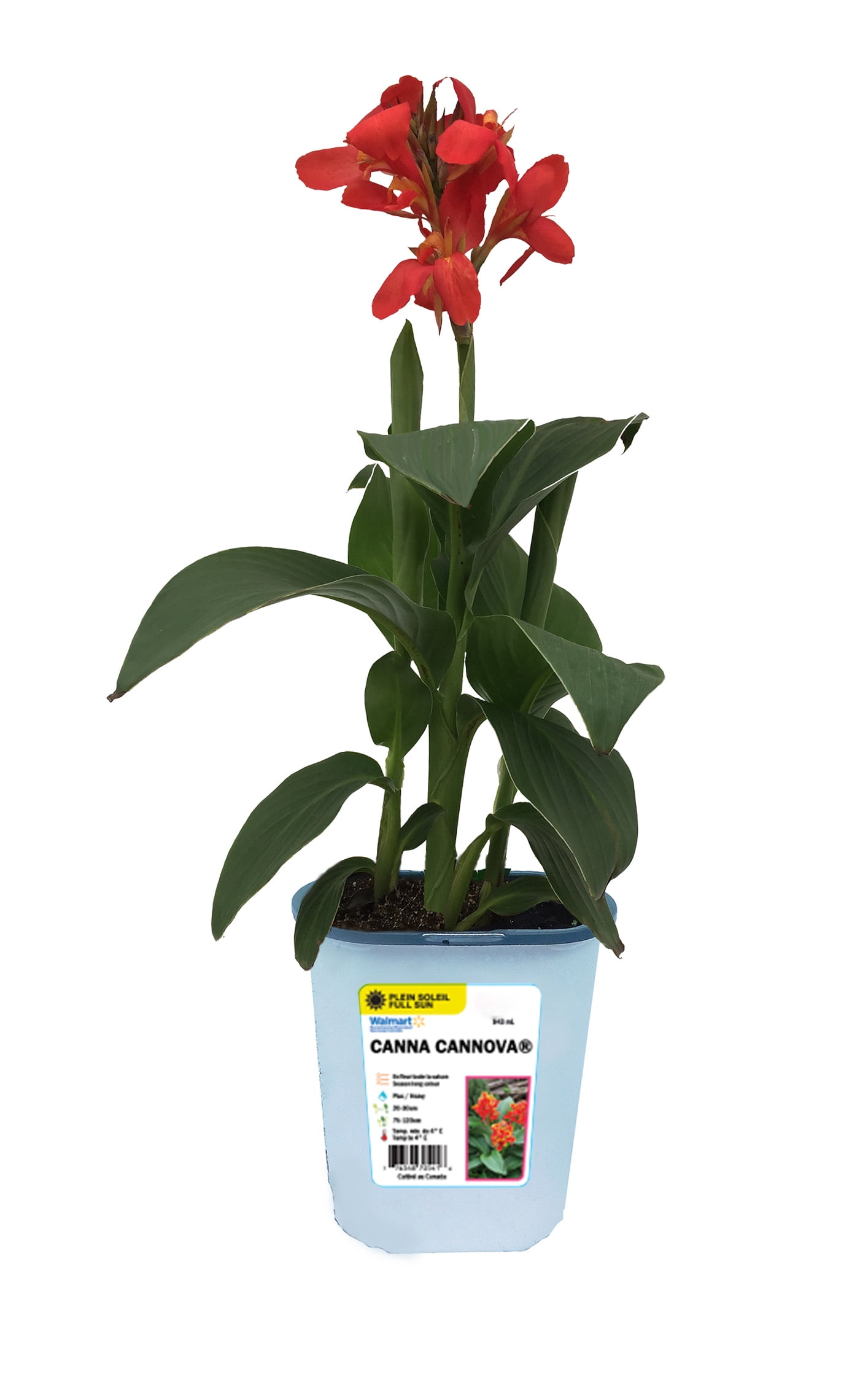 4.7in Canna Lily - Live Plant in 4.7inch Pot (single item)