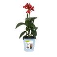 thumbnail image 1 of 4.7in Canna Lily - Live Plant in 4.7inch Pot (single item), 1 of 1