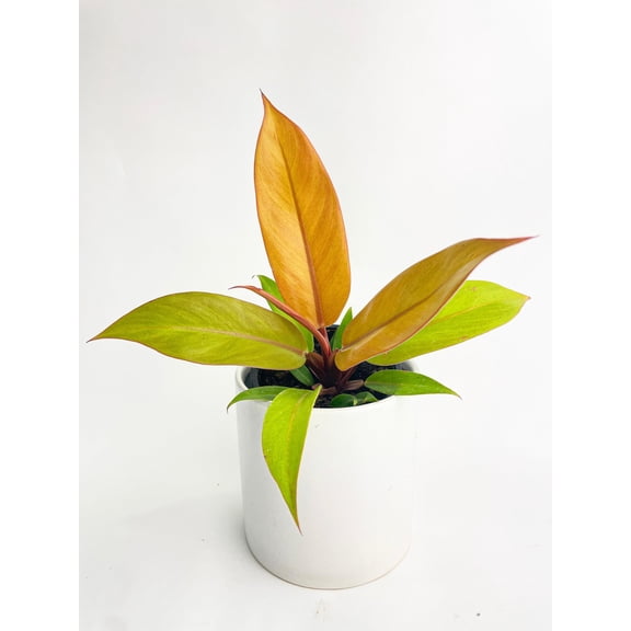 Bumble Plants 4 in Copper/Orange Prince of Orange Live Plant in 4 in Nursery Pot, Easy to Care