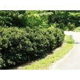 thumbnail image 6 of Green Carissa Holly Ilex  2 Extra Large 3 Gallon Plants  Ilex cornuta 'Carissa'  Hardy Evergreen Shrub  Fast-Growing Garden Accent, 6 of 7
