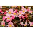 thumbnail image 3 of 10 HARDY BEGONIA Grandis Rose Pink Perennial Sun - Shade Flower Seeds, 3 of 11