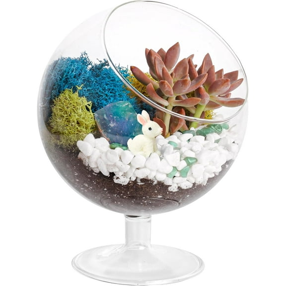 6" Chalice Glass Succulent Terrarium Kit for Kids & Adults, Reindeer Moss, Crystals, Rocks, Tools & Figurine (Includes Live Plant)