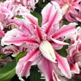 Van Zyverden Rose Lilies Magic Star Set of 7 Bulbs Multicolor Partial