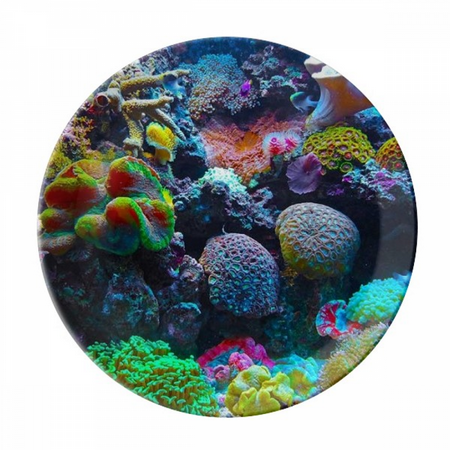 

Ocean Colorful Science Nature Picture Plate Decorative Porcelain Salver Tableware Dinner Dish