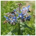 thumbnail image 4 of Everwilde Farms - 1 oz Borage Herb Seeds - Gold Vault Bulk Seed Packet, 4 of 4
