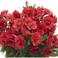 thumbnail image 2 of Alstroemeria - Colorita Kate 3 Pack (Potted Plant), 2 of 2