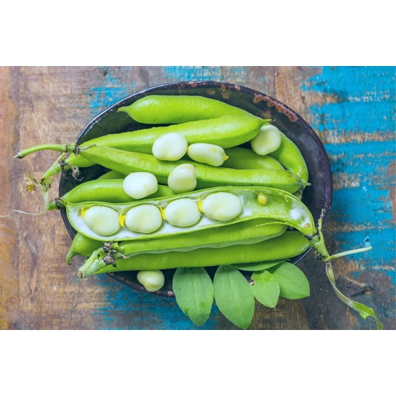 50 Lima Bean Seeds for Planting - Easy to Grow - Fordhook 242 Lima Bean, Award Winning