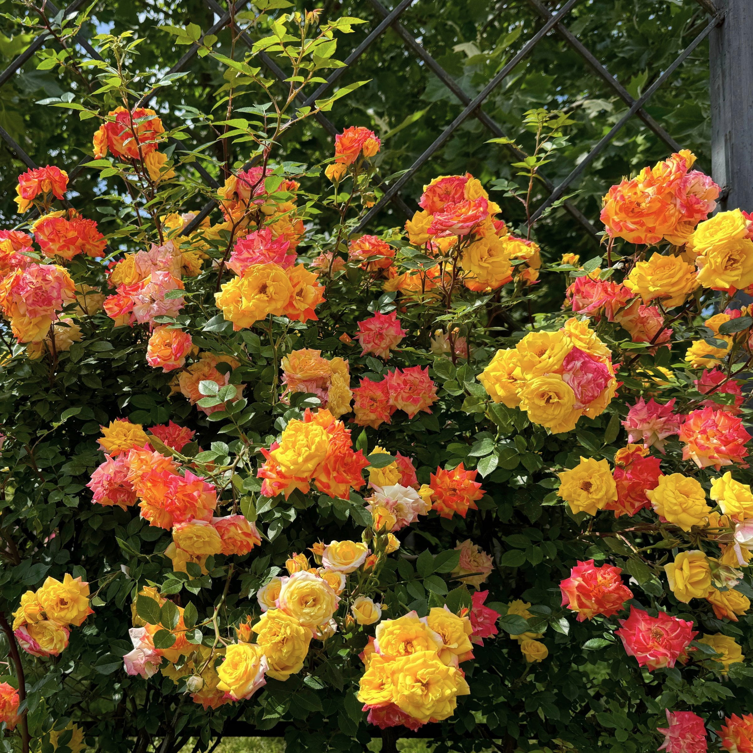 Bare Root Joseph's Coat Rose with Multicolor Flowers (2-Pack)