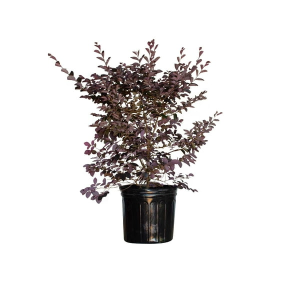 Carolina Midnight Loropetalum (2.5 Gallon) Large Flowering Evergreen