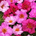 10000+Mixed Portulaca Moss Rose MMF7 Seeds for Planting OutdoorDouble