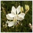 thumbnail image 2 of Everwilde Farms - 1 lb Gaura Native Wildflower Seeds - Gold Vault Bulk Seed Packet, 2 of 4
