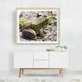 thumbnail image 5 of Green Frog - Homer Michigan Photography Wildlife Animal Nature Insect Garden Wilderness Unframed Wall Art Print 11 x 14 inches, 5 of 6