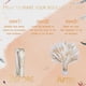 thumbnail image 3 of Ramo de decoración de hierba de Pampas Natural, arreglo Floral seco bohemio, centro de mesa, decoración de boda, decoración rústica, 95 Uds., 3 of 4