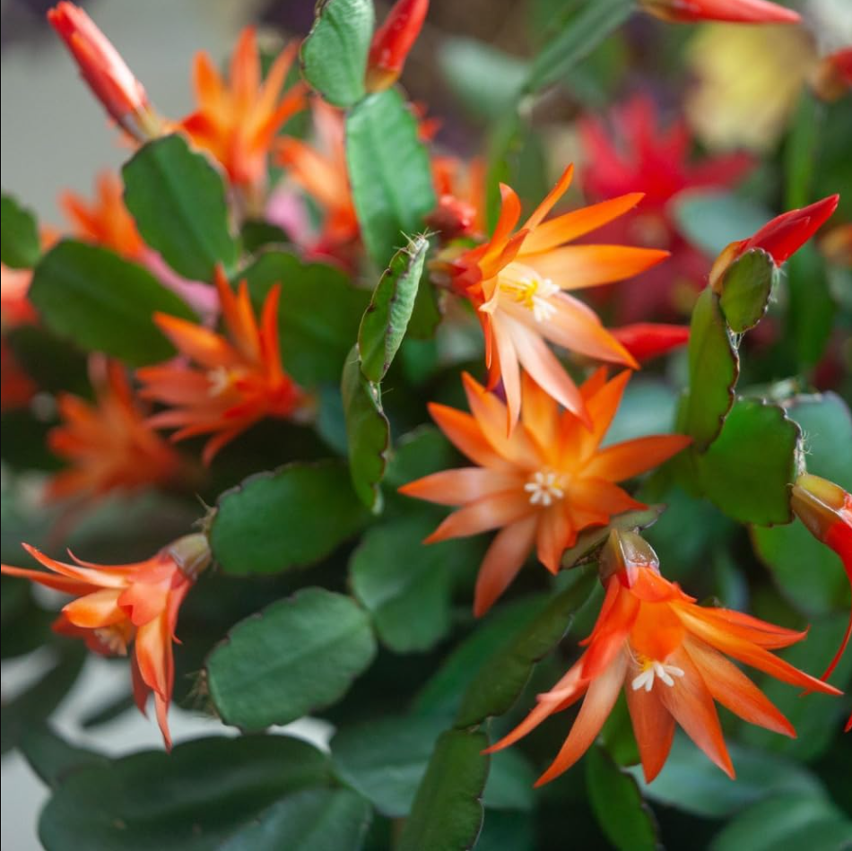 Orange Easter Cactus Plant Live for Planting, Easter Cactus Plant, Orange Spring Cactus Plant Perennial Flower Easter Cactus for Indoor Garden, 4 to 6 Inch Tall, No Pot
