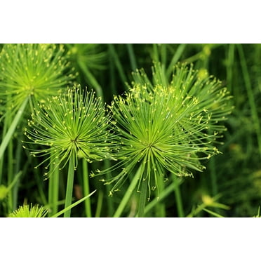 Cyperus Alternifolius - Le Jardin Du Prahor