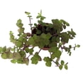 thumbnail image 2 of Copper Jewel Vine - Turtle Vine - Inch Plant - Callisia - House Plant - 2.5" Pot, 2 of 4