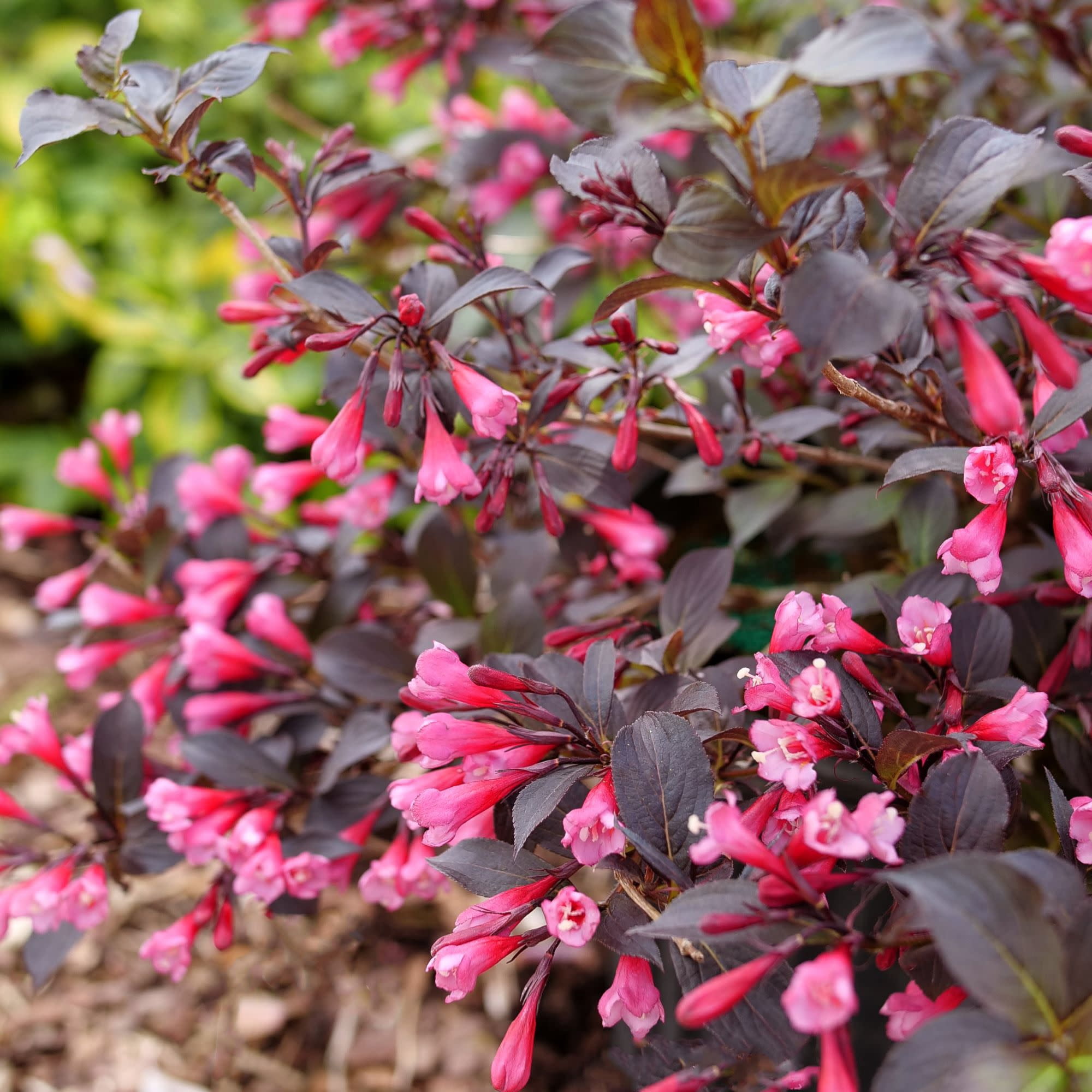 Proven Winners ColorChoice 5" Pink Very Fine Wine Weigela Live Plant in 4.5" Pot (4 Count)