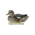 thumbnail image 4 of Avian X Topflight Gadwall Decoys Perfectly Replicated Late Season Gray Ducks, Weight Forward Swim Keel, Realistic Movement, 4 of 12