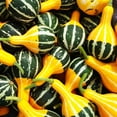 thumbnail image 2 of TomorrowSeeds - Bicolor Pear Ornamental Gourd Seeds - 60+ Count - For 2026 Planting Yellow Green, 2 of 9