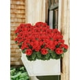 thumbnail image 6 of Morttic 2PCS 5 Heads Artificial Red Pink White Geranium Bush,Fake Geranium Bush for Cemetery Vases, 14in Artificial Geraniums Silk Flowers, Faux Cemetary Vase Table Centerpiece(Red), 6 of 8
