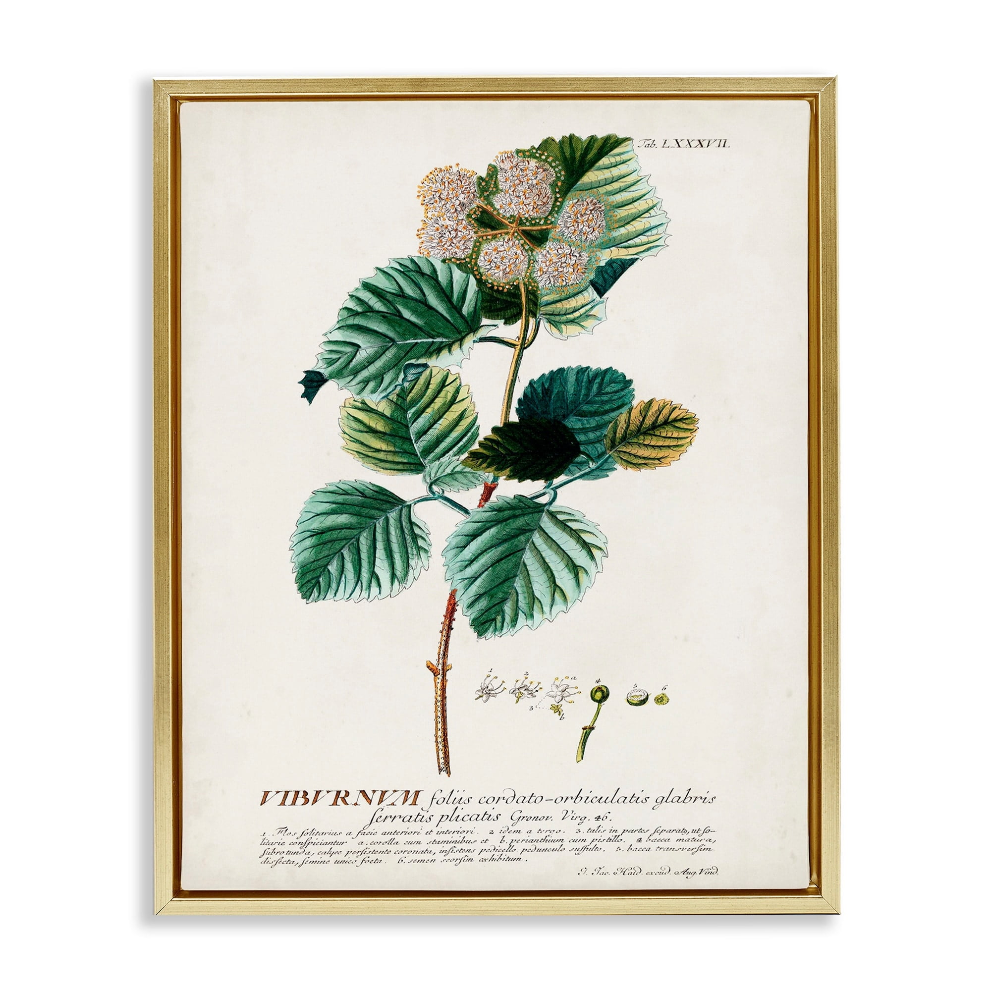 Stupell Industries Botanical Plant Illustration Seeds Vintage Design Metallic Gold Framed Floating Canvas Wall Art, 16x20, by World Art Group