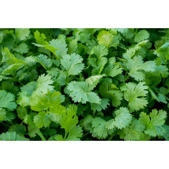 Cilantro Seeds (Coriandrum sativum) 100 Seeds (1 grams)
