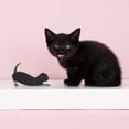 thumbnail image 6 of TrueZoo Allie the Black Cat Corkscrew Wine Opener, Manual Bottle Opener, 6 of 8