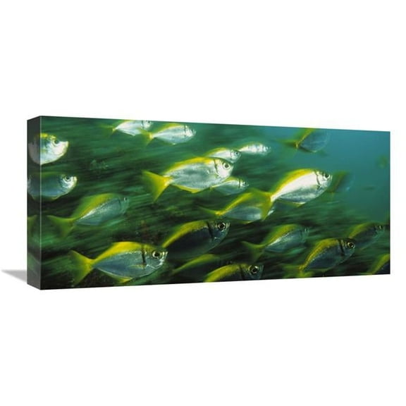 Global Gallery  Eastern Pomfred School Swimming Swiftly - North Solitary Islands - Australia Art Print - Mark Spencer