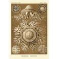 thumbnail image 2 of Haeckel, Ernst 13x18 Gold Ornate Wood Framed with Double Matting Museum Art Print Titled - Haeckel Nature Illustrations: Jelly Fish - Sepia Tint, 2 of 4