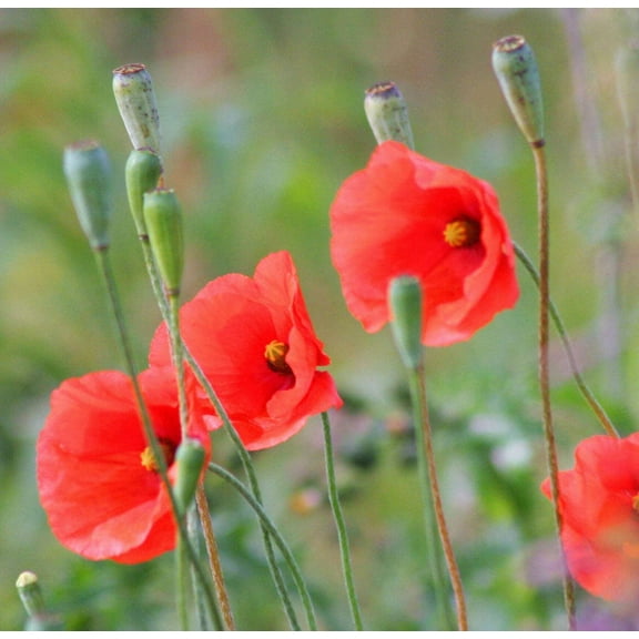 250 Seeds Red LONG POD POPPY Papaver Dubium Long Headed Blindeyes Flower Seeds