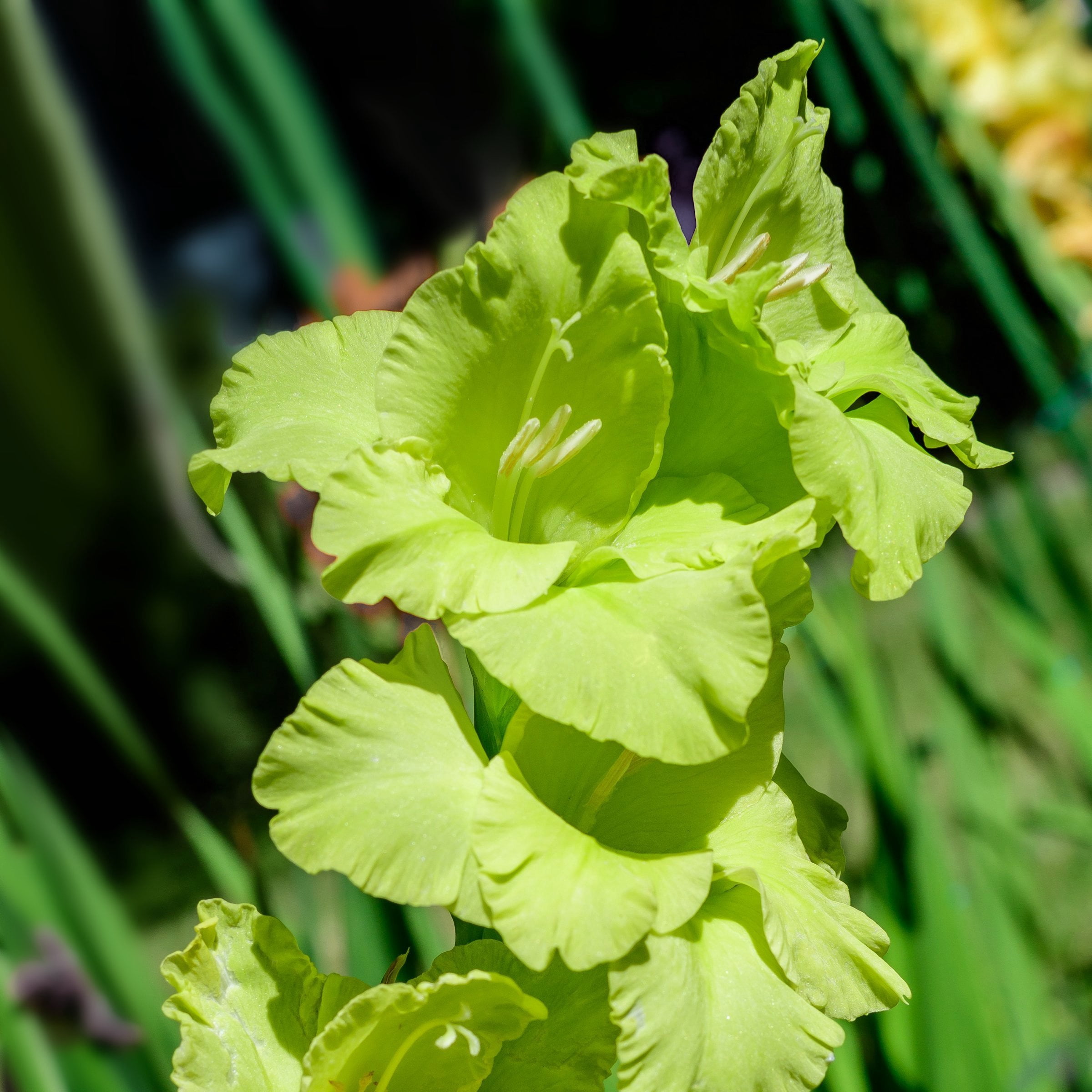 National Plant Network Gladioli Bowie Bulbs (10-Pack)