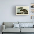 thumbnail image 2 of John James Audubon 'Brown Pelican' Canvas Art, 2 of 4