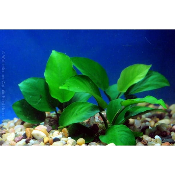 Anubias Barteri Bare Root Rooted In 2 Pot Live Aquarium Plants Buy2 Get1 Free Walmart Com Walmart Com