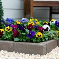 thumbnail image 4 of Expert Gardener 2.5QT Multicolor Pansy Live Annual Plant Sun 3-Pack, 4 of 6