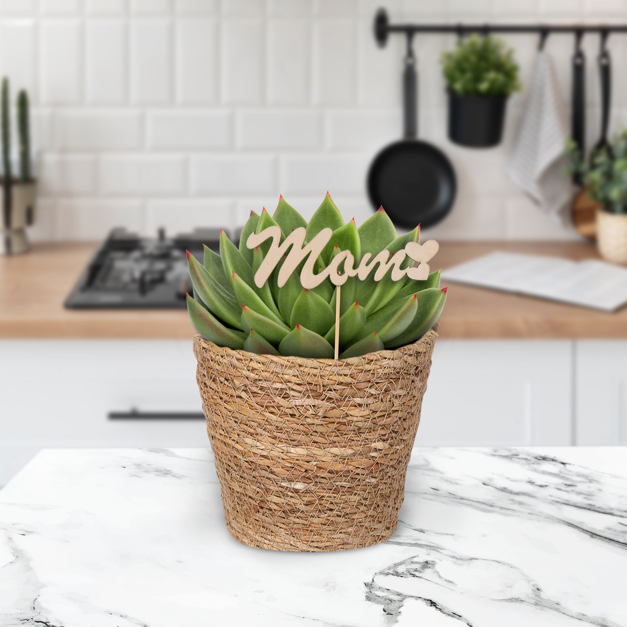 Live 5in Echeveria in Seagrass Pot with 'Mom' Pick - Perfect Gift